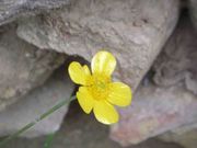 Ranunculus acris