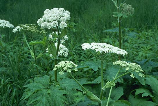 [Obrazek: heracleum.jpg]